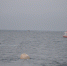 HJfubArbYF-800x600 - 3652.Ru
