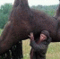Севастополец украл лошадей на полтора миллиона - Crimea-news.com