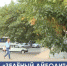 Администрация Симферополя готовит муниципальную программу лечения деревьев - Crimea-news.com