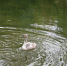 В парке им. Гагарина в Симферополе выпустили в пруд лебедей-шипунов - Crimea-news.com