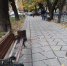 Доски и щепки: Вандалы разбили скамейки в Симферополе на бульваре им. И. Франко, - ФОТОФАКТ - 3652.Ru