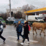 По проезжей части в Севастополе гуляла корова - Крым.Net