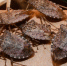 Этот вредный Halyomorpha halys Stal - Крымский ТелеграфЪ