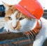 cat_the_most - Комсомольская правда