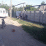 В Симферопольском районе произошло ДТП с участием несовершеннолетнего водителя мопеда - ГИБДД Республики Крым