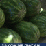 Война со стихийщиками. Незаконных торговцев не останавливают проверки - Crimea-news.com