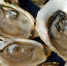 В Севастополе создадут базу для развития аквакультуры - Крымская правда