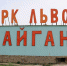 История с искусанной львом в Крыму туристкой может стоить свободы хозяину сафари-парка - Первый Крымский