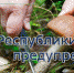 МЧС Крыма: Будьте осторожны и внимательны при сборе грибов! - Crimea-news.com