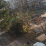 В Севастополе дерево упало на детскую площадку и попутно раздавило автомобиль - Crimea-news.com