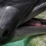 За год в Крыму зафиксировали около 500 выбросов дельфинов - Крымская правда