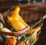 На полуострове наблюдается незначительный рост цен на некоторые продукты - Крымская правда