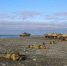 Началась подготовка морских пехотинцев Черноморского флота - Crimea-news.com