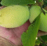 Необычные тропические плоды начали выращивать в Крыму - Crimea-news.com