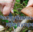 МЧС Крыма: Будьте осторожны и внимательны при сборе грибов! - Crimea-news.com