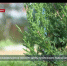 Более ста можжевельников украсили дворы Гагаринского района Севастополя - Crimea-news.com