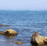 В Черном море из-за потепления завелась рыба-хирург и другие новоселы - Crimea-news.com