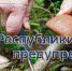МЧС Крыма: Будьте осторожны и внимательны при сборе грибов! - Crimea-news.com
