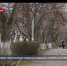 Общественность Севастополя готовится защищать деревья на улице Суворова - Crimea-news.com