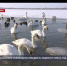 Крымские спасатели освободили вмёрзших в лёд лебедей под Евпаторией - Crimea-news.com