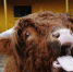 Каких "подвигов" ждет от нас Бык в новом году - астролог - Crimea-news.com