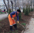 Зелёные насаждения – постоянный уход - Администрация города Симферополя