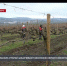 Севастопольские аграрии заканчивают весеннюю обрезку виноградной лозы - Crimea-news.com
