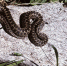Чего нельзя делать после укуса гадюки: спасающие жизнь советы - Crimea-news.com