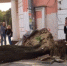 В центре Симферополя упало огромное дерево - Crimea-news.com