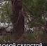 Аварийные деревья убирают в Керчи - Crimea-news.com