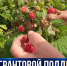 Миллионы на поддержку фермеров: как развивают производство ягоды в Севастополе - Crimea-news.com