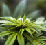 Двое крымчан осуждены за выращивание конопли и хранение более 43 кг каннабиса - Crimea-news.com