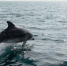 Под Анапой дельфины играли в водное поло медузами: милое видео - Crimea-news.com