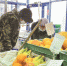Пенсионерам особенно тяжело мириться с нынешними ценами на продукты. Фото: Анны Кадниковой - Крымская правда
