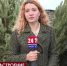 В Керчи открылись ёлочные базары - Crimea-news.com