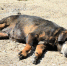 Менее 5% отловленных в прошлом году в Симферополе бездомных собак попали в приют - КрымИнформ