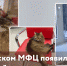 В ялтинском МФЦ появился пушистый талисман - МФЦ
