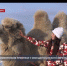 Семья из Симферополя приютила у себя дагестанского верблюда - Crimea-news.com
