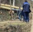 Затолкали в машину и увезли: жители Крыма обеспокоились судьбой дикого оленя, который упал с обрыва - Crimea-news.com