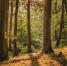 Утвержден Сводный план тушения лесных пожаров на территории Республики Крым на период пожароопасного сезона 2022 года - Crimea-news.com