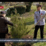 Сосны и ивы появились на аллее героев Росгвардии на Малаховом кургане - Crimea-news.com