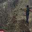 В садах и на виноградниках на востоке Крыма завершают обрезку деревьев и лозы - Crimea-news.com