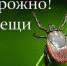 Осторожно! Клещи! - Crimea-news.com