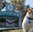 О правде, взрослости и дружбе: кот Мостик с коллегами съездил в "Орленок" - Crimea-news.com