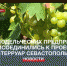 В 3,5 раза увеличилось число участников проекта «Терруар Севастополь» за четыре года - Crimea-news.com
