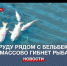 В пруду рядом с Бельбекским водозабором массово гибнет рыба - Crimea-news.com