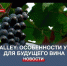 Какой урожай собирают в этом году на виноградниках Alma Valley - Crimea-news.com