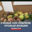 Научные сотрудники КФУ собрали урожай инжира - Crimea-news.com