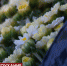 В Феодосии коммунальные службы приступили к озеленению города - Crimea-news.com