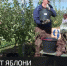 В Крыму начался сбор осенних яблок - Crimea-news.com